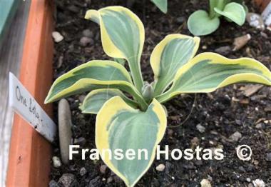 Hosta One Iota