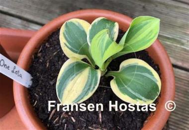 Hosta One Iota 