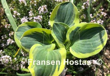 Hosta One Iota