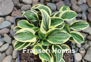 Hosta One Iota