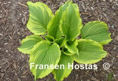 Hosta One Last Dance