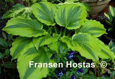 Hosta One Last Dance