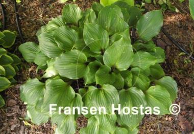 Hosta One Man's Treasure