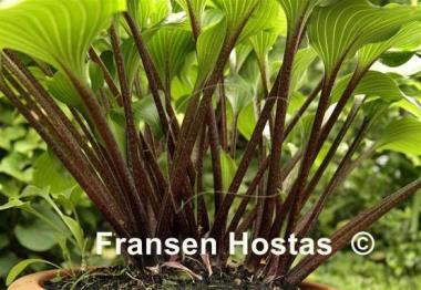 Hosta One Man's Treasure