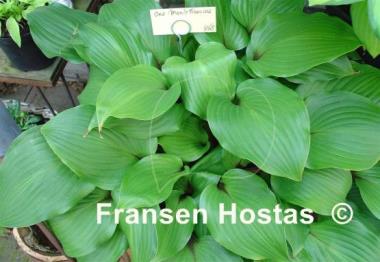 Hosta One Man's Treasure