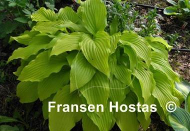 Hosta Ophir