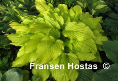 Hosta Ophir
