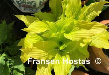 Hosta Ophir