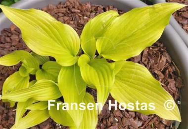 Hosta Ophir