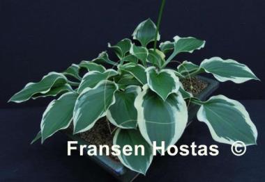 Hosta Ops