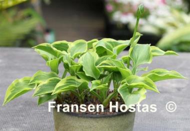 Hosta Ops