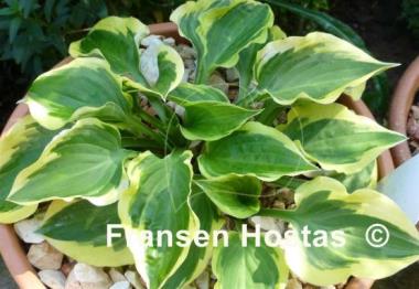 Hosta Ops