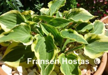 Hosta Ops