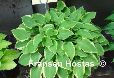 Hosta Ops