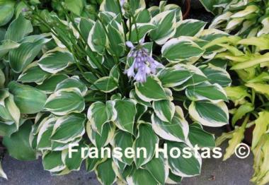 Hosta Ops