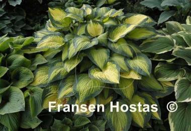 Hosta Orange Marmalade