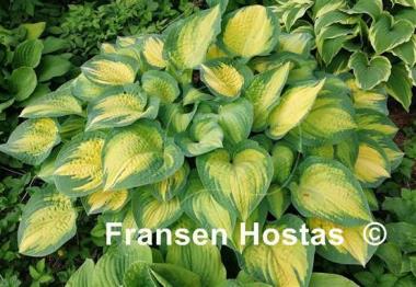 Hosta Orange Marmalade