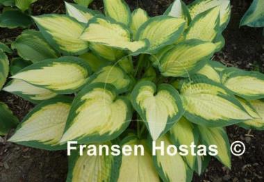 Hosta Orange Marmalade