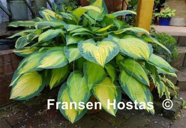 Hosta Orange Marmalade