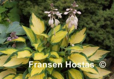 Hosta Orange Marmalade