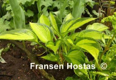Hosta Orange Star