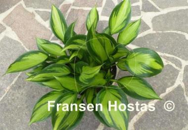 Hosta Orange Star