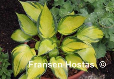 Hosta Orange Star