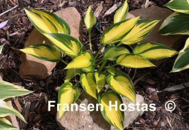 Hosta Orange Star