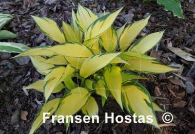 Hosta Orange Star