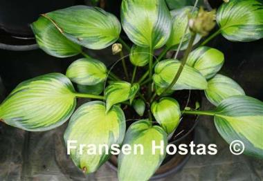 Hosta Orange Star