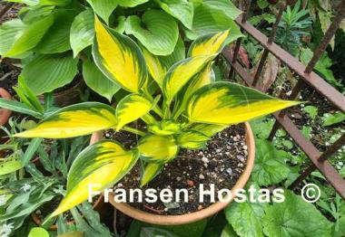 Hosta Orange Star