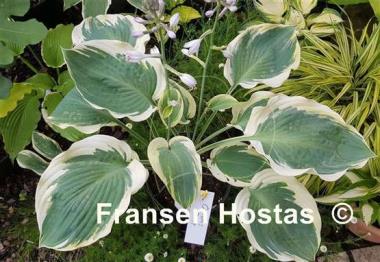 Hosta Orion's Belt