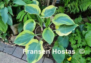 Hosta Orion's Belt