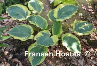 Hosta Orion's Belt