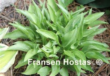 Hosta Out of the Fog