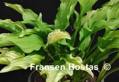 Hosta Outhouse Delight