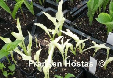 Hosta Outhouse Delight