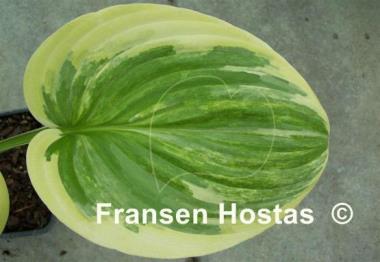 Hosta Outrageous