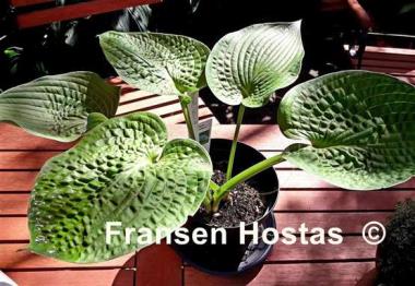 Hosta Ovalwood
