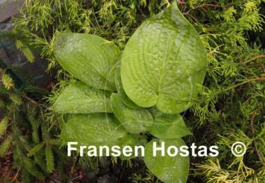 Hosta Ovalwood