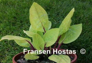 Hosta Owen's Outrage