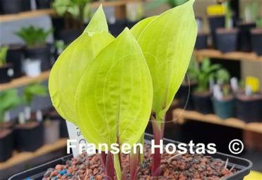 Hosta Owen's Outrage