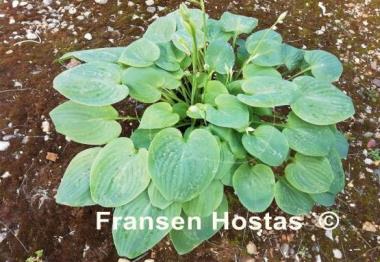 Hosta Oxheart