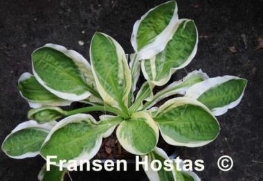 Hosta Oze