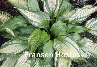 Hosta on stage