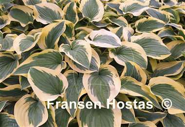 Hosta Pacific Sunset