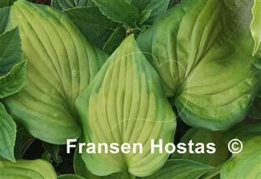 Hosta Paintbrush