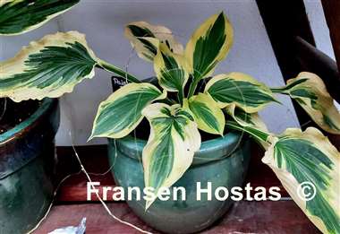 Hosta Paisley Border