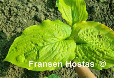 Hosta Pale Moon Rising