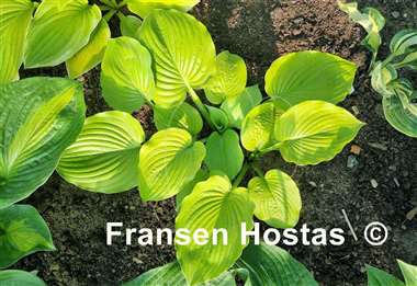 Hosta Pale Moon Rising